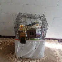 ۳ععد عروس هلندی