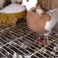 طوقی|پرنده|هشتگرد, شهرک ارم شرقی|دیوار