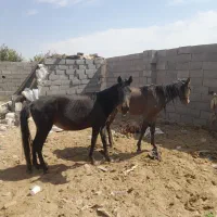 ااسب|اسب و تجهیزات اسب‌سواری|حبیب آباد, |دیوار
