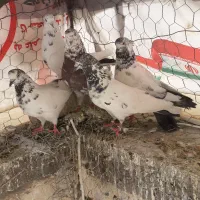 بوم کبوتر کاشونی پرشی کله ای شازده هما دوکت سرور