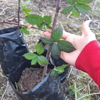 نهال تمشک (بلک بری)