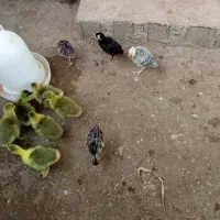 جوجه بوقلمون و جوجه غاز و بوقلمون|حیوانات مزرعه|جویبار, |دیوار