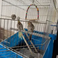 دوعدد عروس هلندی با وسیله کامل|پرنده|پیر بکران, |دیوار