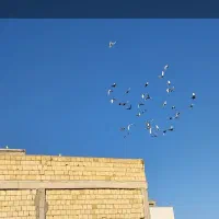 کفتر بوم زده خوردی ۵۰تای الوند|پرنده|الوند, |دیوار