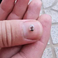 شجر قاین|کلکسیون و سرگرمی|تهران, سازمان آب|دیوار