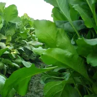 پالِک یا همون اسفناج موجوده|خوردنی و آشامیدنی|پیر سهراب, |دیوار