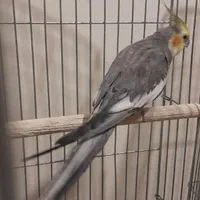 عروس هلندی نر