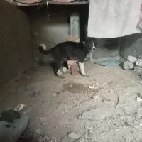 سگ اصیل و نثراد دار