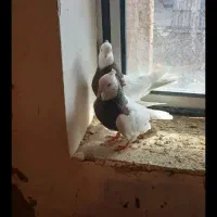 طوقس سالم جوان|پرنده|باروق, |دیوار