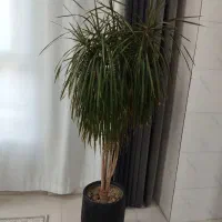درخت دراسنا مناسب برای آپارتمان