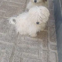 فروش دوعددپاکوتای شیتزو