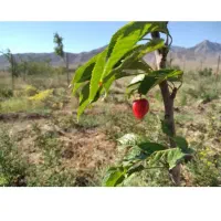 باغچه-دستجرد500-متری