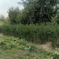 درخت کم آب، نهال پر بازده،نهالستان خاص مشهد