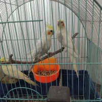 عروس هلندی|پرنده|شیروان (خراسان), |دیوار