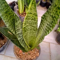 گل ملک|فروش آپارتمان|بروجرد, |دیوار