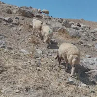 قورچ