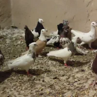 رنگی و پرشی