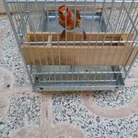 سهره،قناری،طوطی