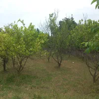 فروش زمین برای آپارتمان سازی پورامامی