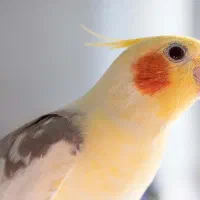 فروش عروس هلندی نر