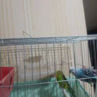 مرغ عشق|پرنده|تهران, قصر فیروزه ۲|دیوار