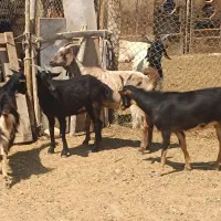 کولار