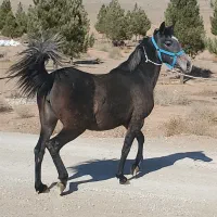 فروش مادیان سه سال