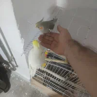 جفت عروس هلندی مولد|پرنده|بانه, |دیوار