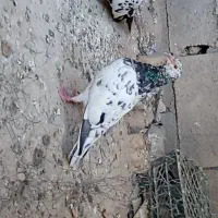 کبوتر رنگی|پرنده|اهواز, فدک|دیوار