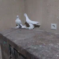 کبوتر|پرنده|لیلان, |دیوار