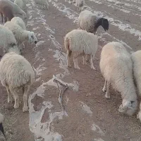 سلام 20جفت میش جفتی 30