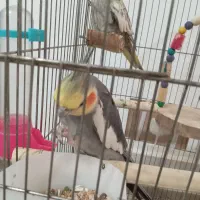 عروس هلندی