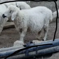 گوسفند جملی زاه چاق خوب