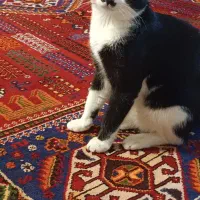 واگذاری گربه