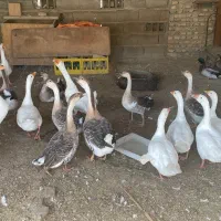 غاز و قوغاز