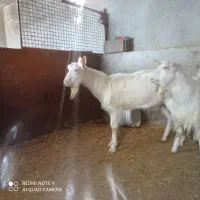 نربز سانن|حیوانات مزرعه|قروه, |دیوار