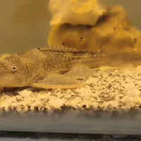 ماهی کت لنجن خوار