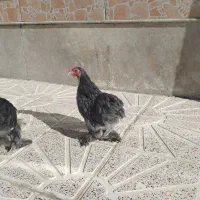 مرغ و خروس تزیینی و تخمی