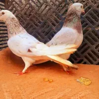 کبوتر|پرنده|دلند, |دیوار