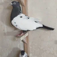 کبوتر|پرنده|گلمکان, |دیوار