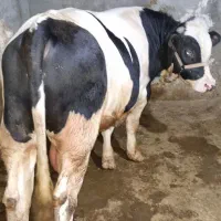 گوساله نر