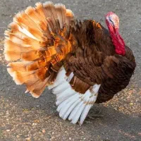 بوقلمون نر محلی گوشت قرمز