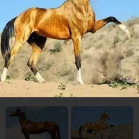 بهترین واصیل تربن اسب‌های ترکمن