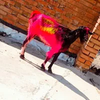 تیربز سانن برخورده  ۸میلیون ۷۰۰حراج