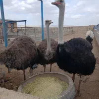 شراکت در مزرعه پرورش شترمرغ صنعتی با مجوز