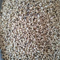 فروش حبوبات