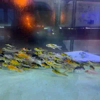 کوی سوپر باله اکواریوم مارلین۴۰هزار|ماهی|زنجان, |دیوار