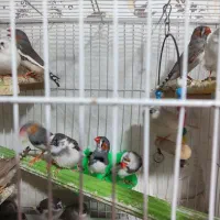 فنچ
