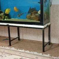 ماهی آکواریم