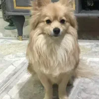 پامر روباهی